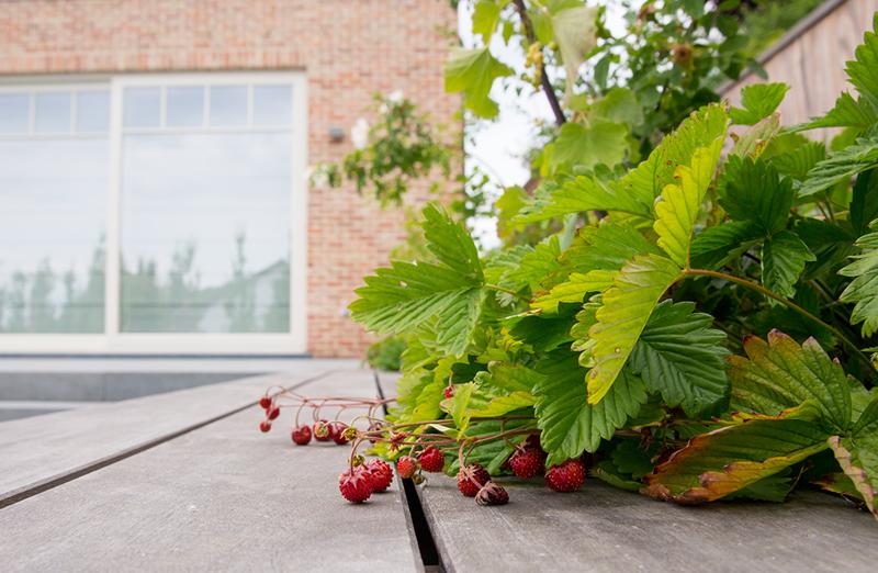 Onderhoudsvriendelijke tuin in Korbeek-Lo Onderhoudsvriendelijke tuin in Korbeek-Lo