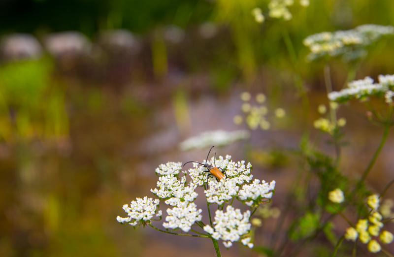 Natuurlijke zwemvijver Natuurlijke zwemvijver