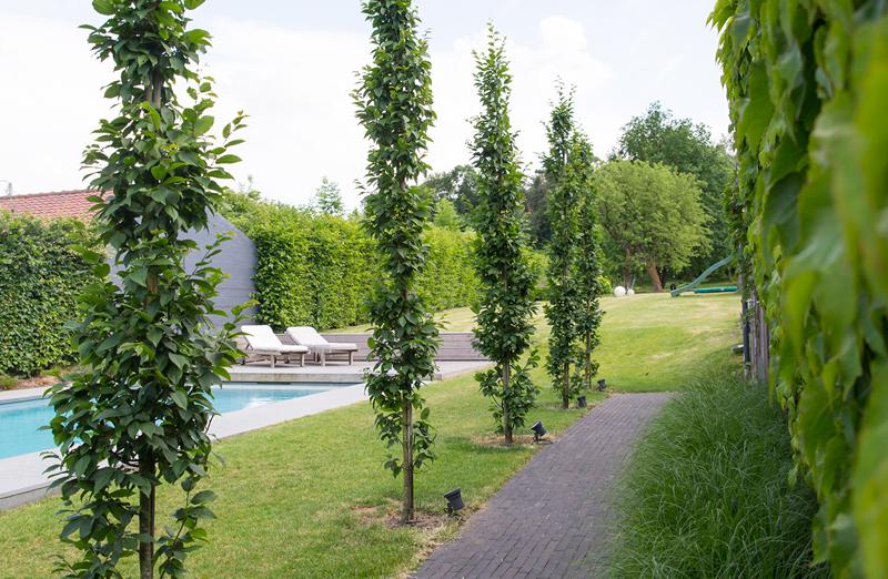 Bestaande tuin in Boutersem Bestaande tuin in Boutersem