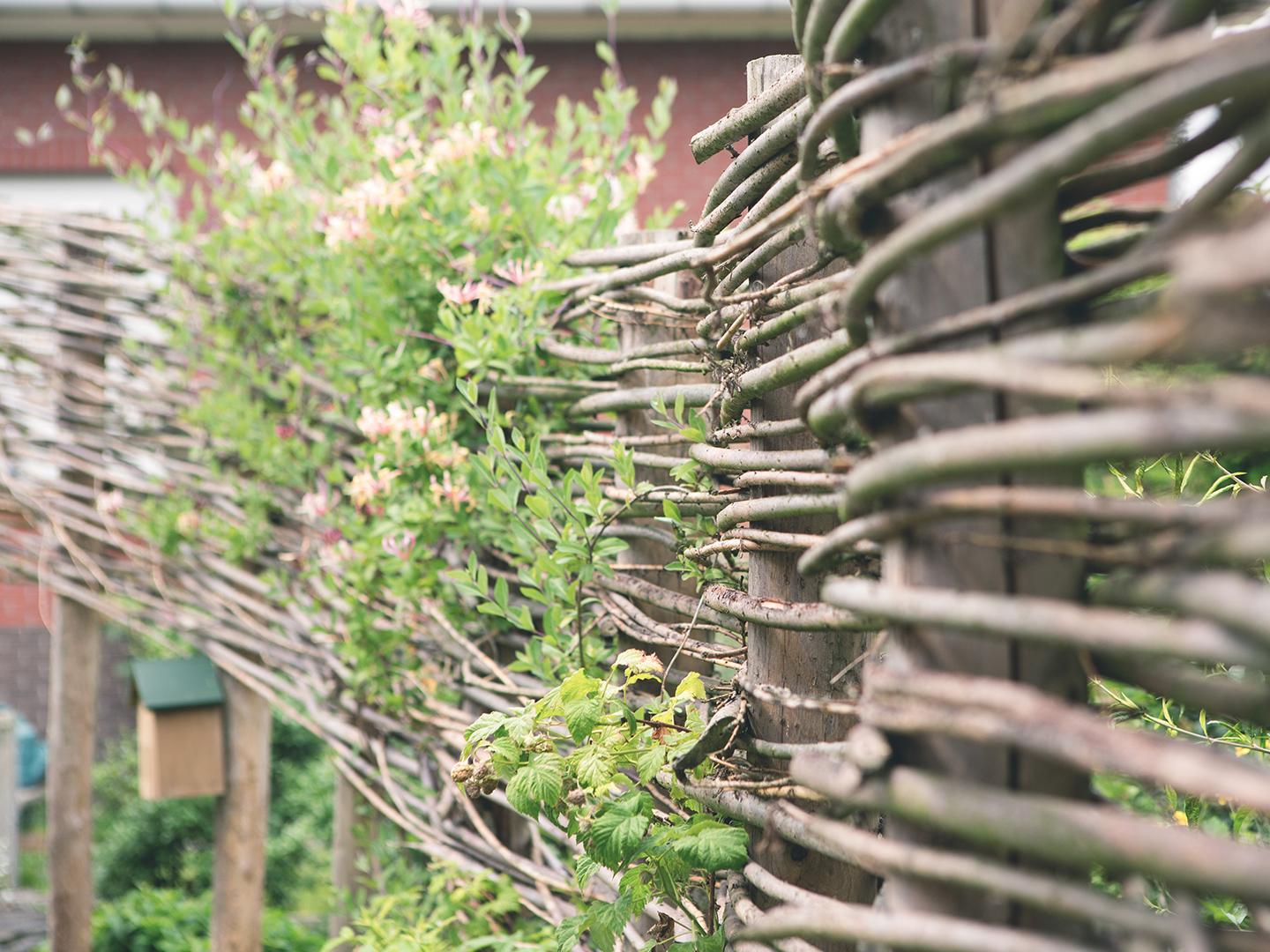 kleurrijke tuin met wilgentenen