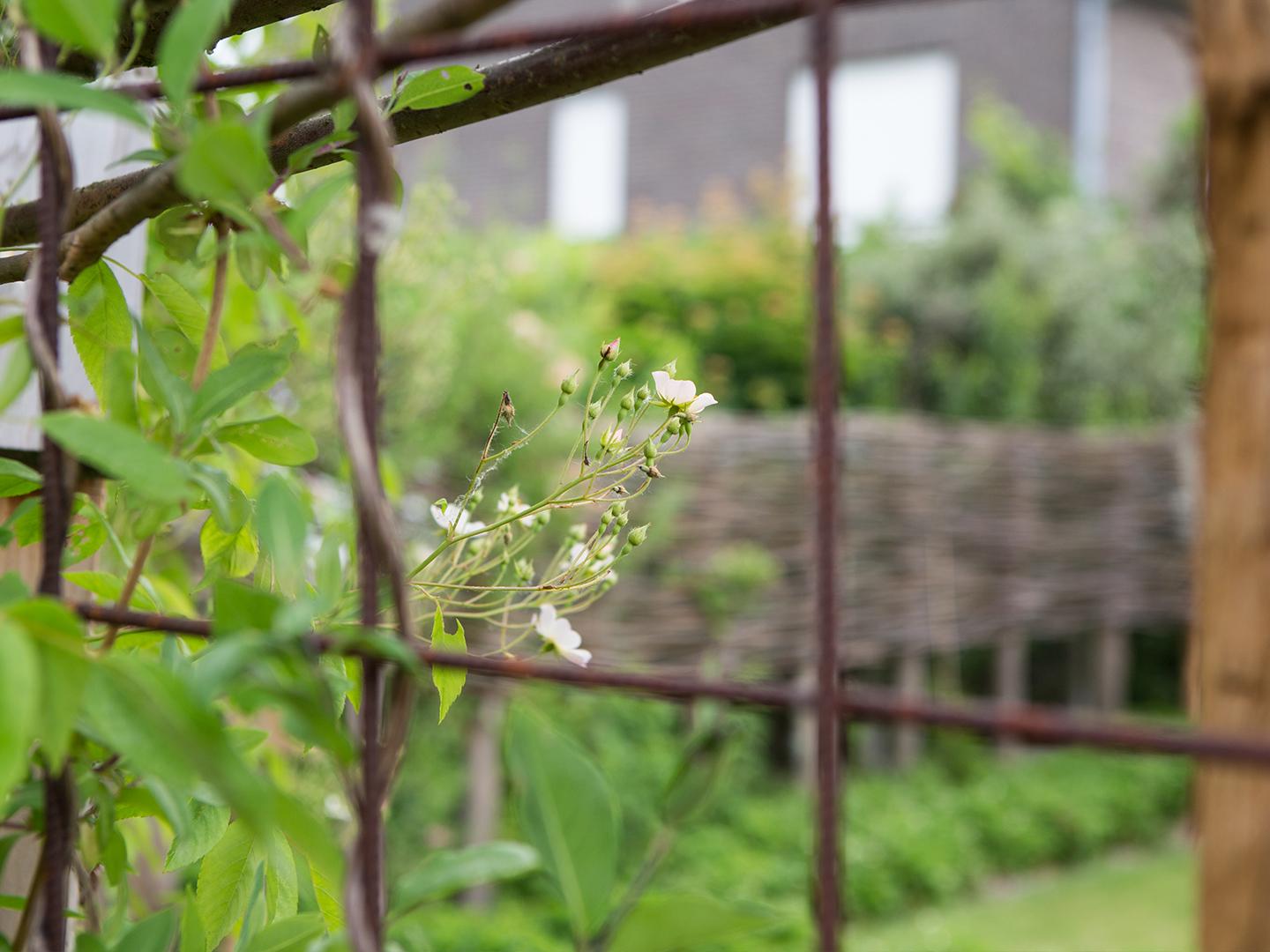 kleurrijke tuin met wilgentenen